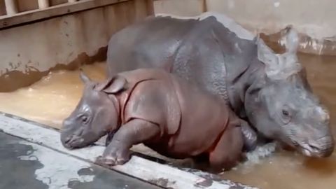Zábavné video z Plzně. Nosorožčí mládě poprvé řádilo v bazénku