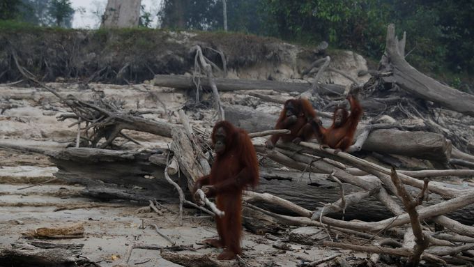 Skupina orangutanů ve vypálených lesích v Indonésii.