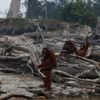 orangutan, Indonésie, požár, devastace
