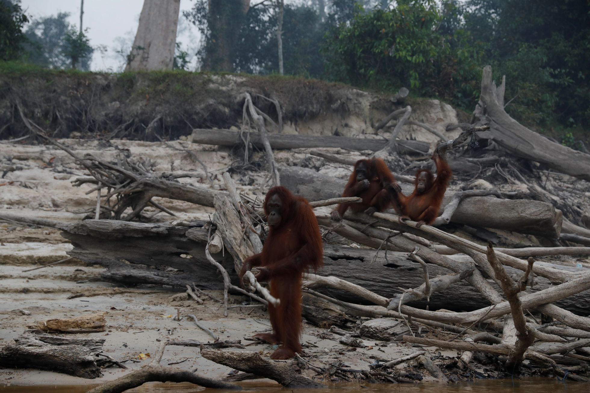 orangutan, Indonésie, požár, devastace