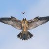 Wildlife Photographer of the Year 2024