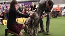 Fotografie z akce Westminster Kennel Club Dog Show, která se konala 11. 2. 2019 v New Yorku v USA.