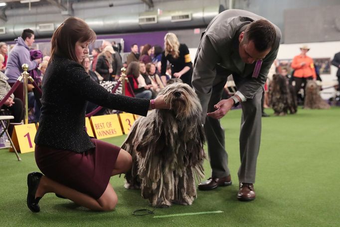 Fotografie z akce Westminster Kennel Club Dog Show, která se konala 11. 2. 2019 v New Yorku v USA.