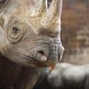 Nové mládě nosoroužce dvourohého v Zoo Dvůr Králové