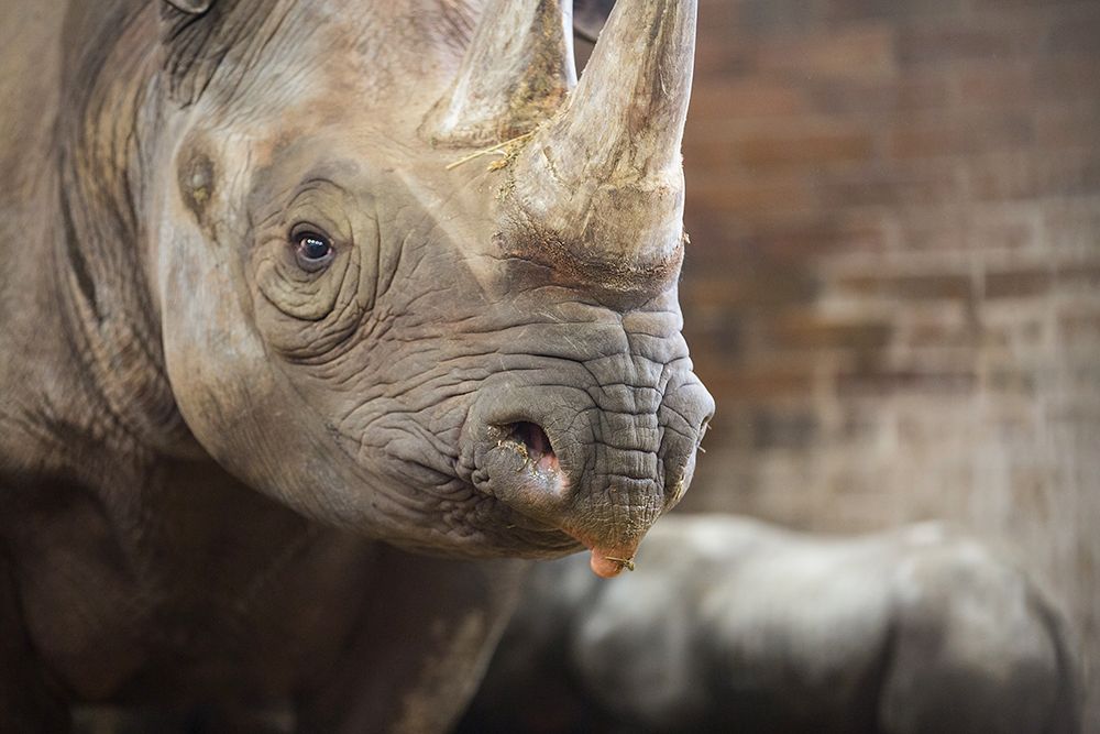 Nové mládě nosoroužce dvourohého v Zoo Dvůr Králové