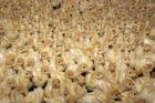V Rusku se opět objevila ptačí chřipka. Zasažená farma vybila přes 660 tisíc kusů drůbeže