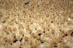 Při požáru haly na Slovensku zahynulo 20 000 kuřat