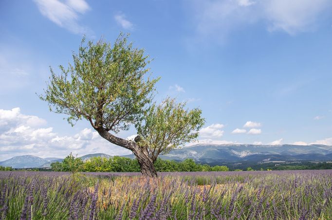 Levandulová pole v Provence