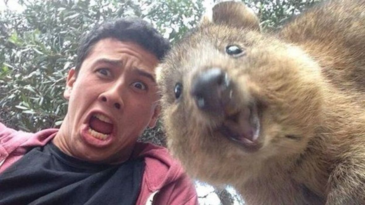 GALERIE: Nejlepší zvířata na selfie
