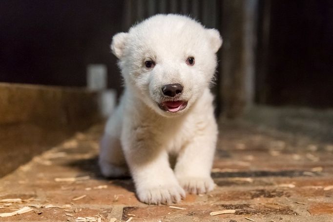 Lední medvídě z berlínské ZOO.