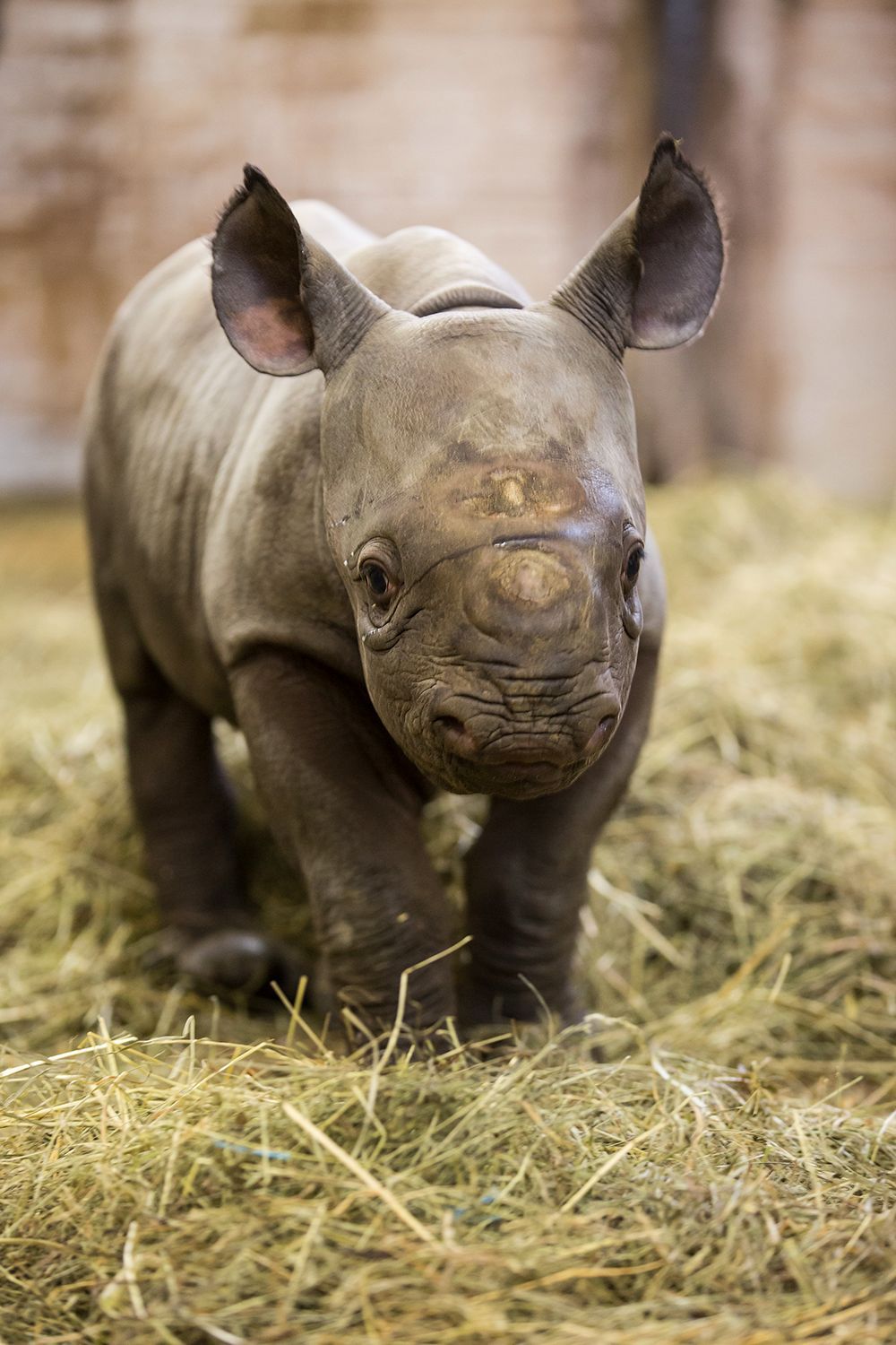 Nové mládě nosorožce v ZOO Dvůr Králové