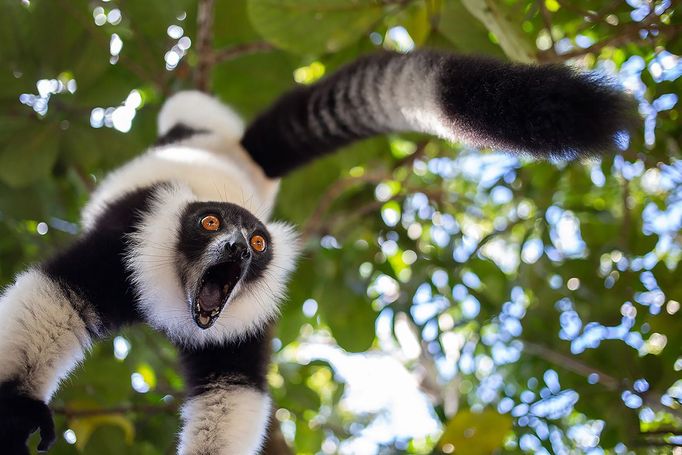 Finalisté Comedy Wildlife Photography Awards 2023