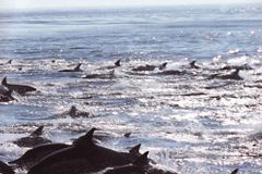 Delfíni uvízli u břehu Tasmánie, na 80 jich uhynulo