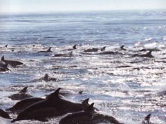 Velryby prospívají, neopak stále více delfínů končí v rybářských sítích