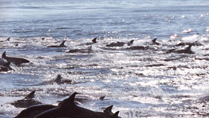 Stádo delfínů obecných loví sardinky.