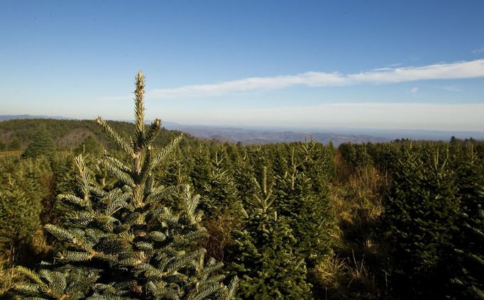 Fraser Fir Christmas trees can be seen on a hillside at the Omni Farm in West Jefferson, North Carolina, November 17, 2012. Crews at the farm will harvest nearly 20,000 Christmas trees this season. North Carolina has 1,500 Christmas tree growers with nearly 50 million Fraser Fir Christmas trees on over 35,000 acres. Picture taken November 17, 2012. REUTERS/Chris Keane (UNITED STATES - Tags: BUSINESS EMPLOYMENT ENVIRONMENT AGRICULTURE SOCIETY) Published: Lis. 19, 2012, 4:18 odp.