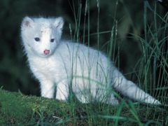 Liška polární - důkaz, že ne vždy ochrana zvířete vede ke kýženému cíli. Tento zvířecí druh je ochraňován už 75 let, přesto mu stále hrozí vyhynutí