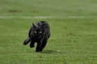 VIDEO Černá kočka nosí smůlu. I v Lize mistrů