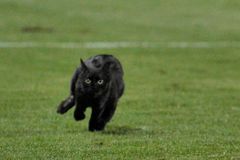 VIDEO Černá kočka nosí smůlu. I v Lize mistrů