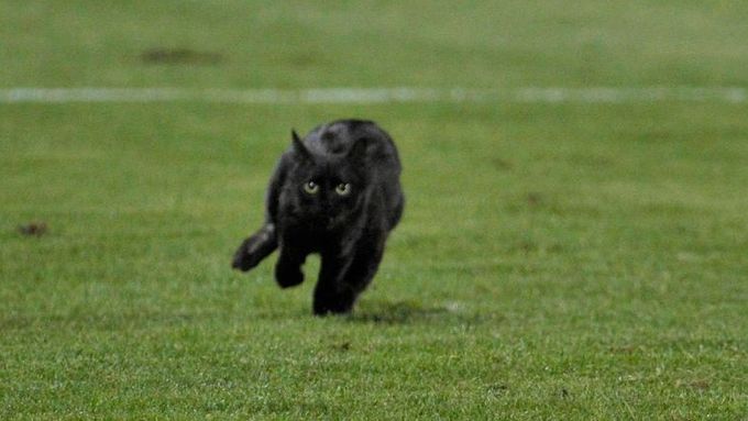 Černá kočka přinesla v severoamerické Lize mistrů smůlu fotbalistům Toronta.