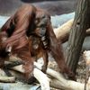 zoo praha orangutan