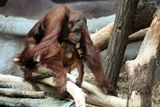 Mládě orangutana sumaterského letos v únoru oslavilo druhé narozeniny.