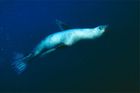 Tuleň karibský definitivně vyhynul, potvrdili v USA