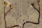 Češi našli nejstarší rostlinu světa. Stonek starý 432 milionů let ležel bez povšimnutí v depozitáři
