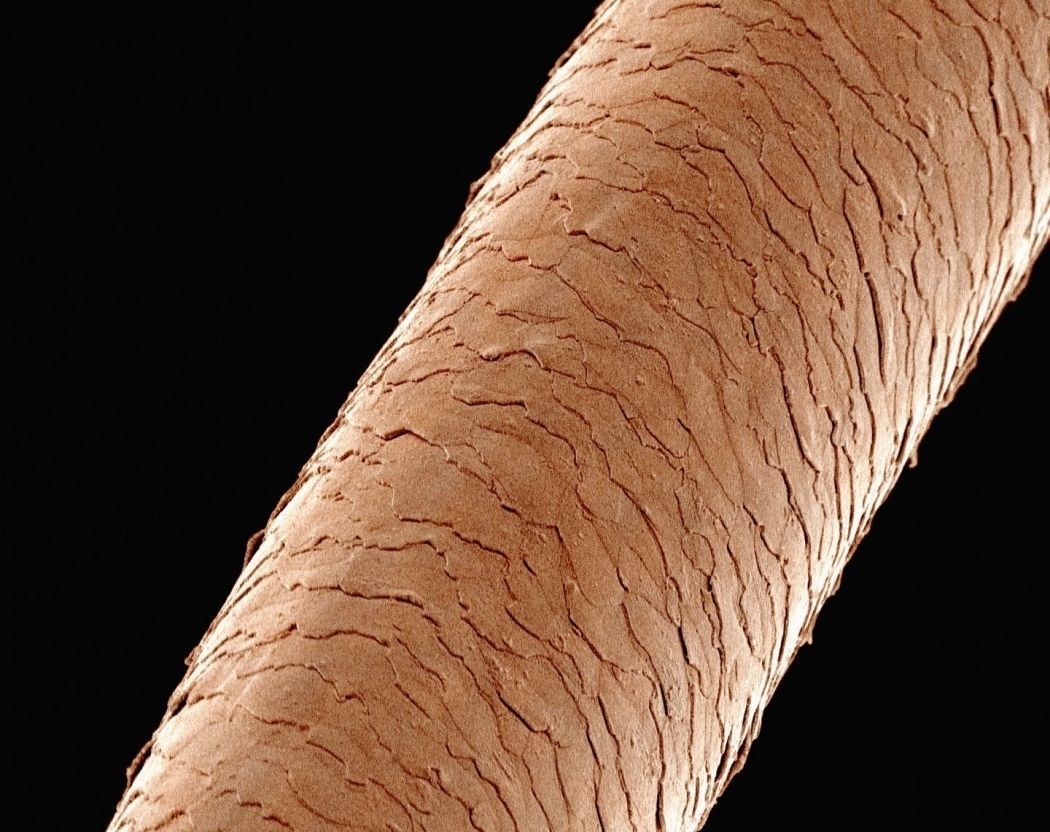 Tělo - Vlas pod mikroskopem