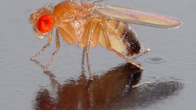 Drosophila melanogaster alias Octomilka
