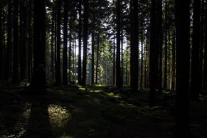 Vydejte se na cestu do pralesa. Divoké lesy staré stovky let najdete po celém Česku