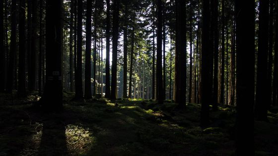 Prales Hojná voda v Novohradský horách patří mezi nejstarší přírodní rezervace.