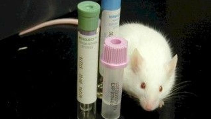 Bílé laboratorní myši by brzy mohly nahradit průhledné.