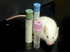 Laboratorní myši s pozměněnými geny přinášejí cenné informace pro medicínu.