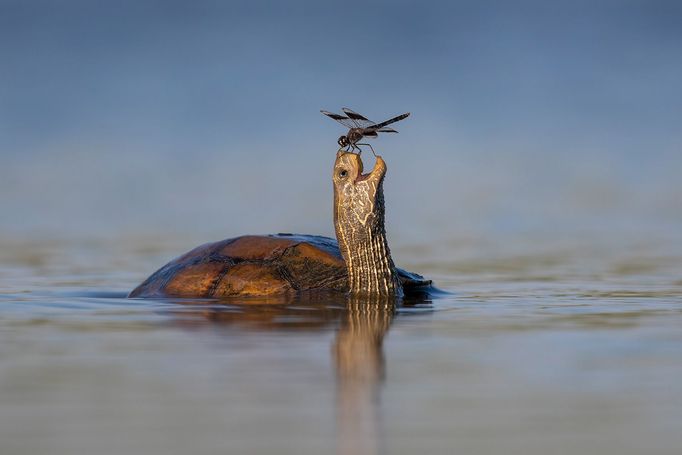 Vítězové soutěže Comedy Wildlife Photography Awards 2023