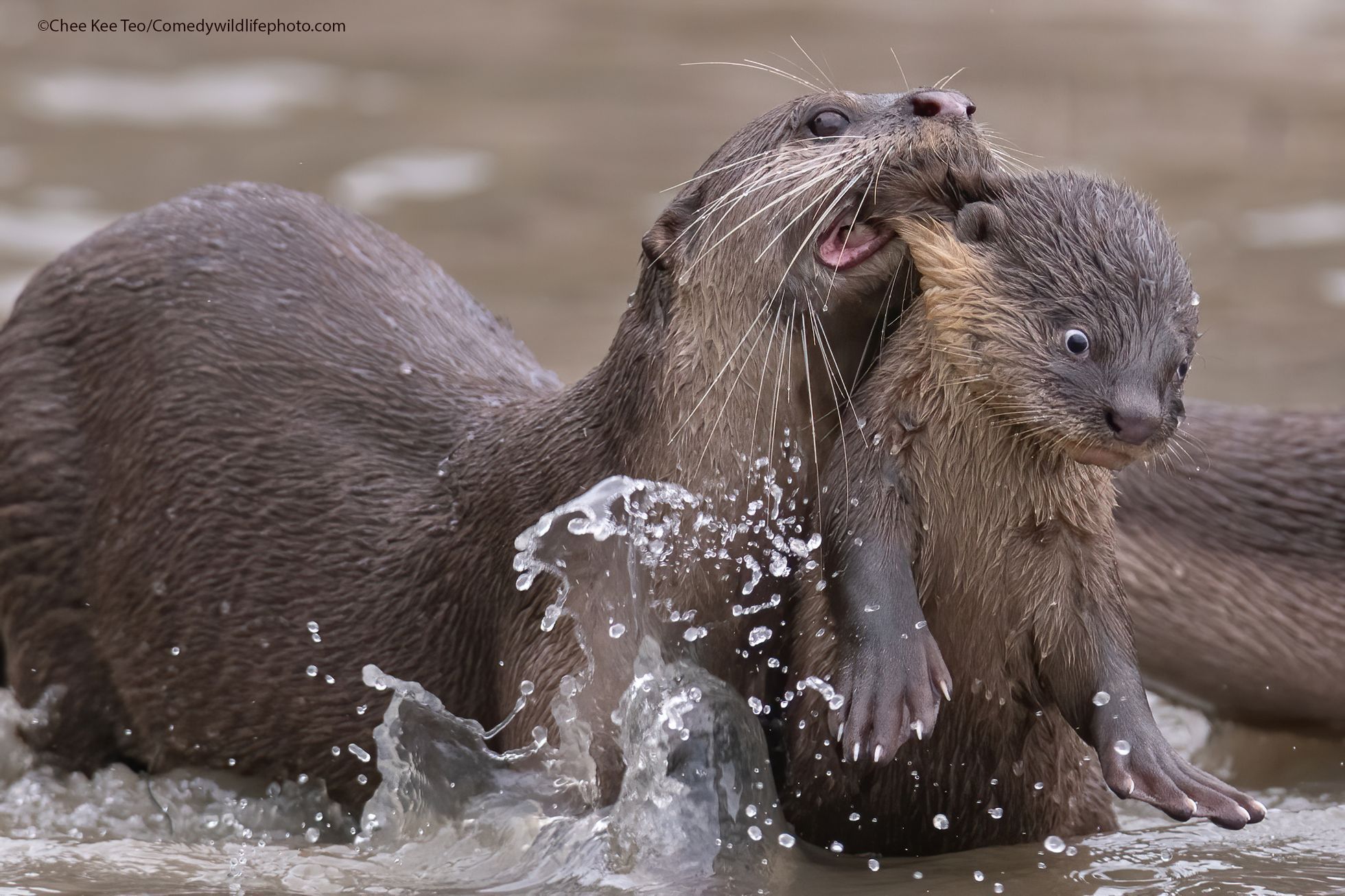 Vítězové soutěže Comedy Wildlife Photography Awards 2021