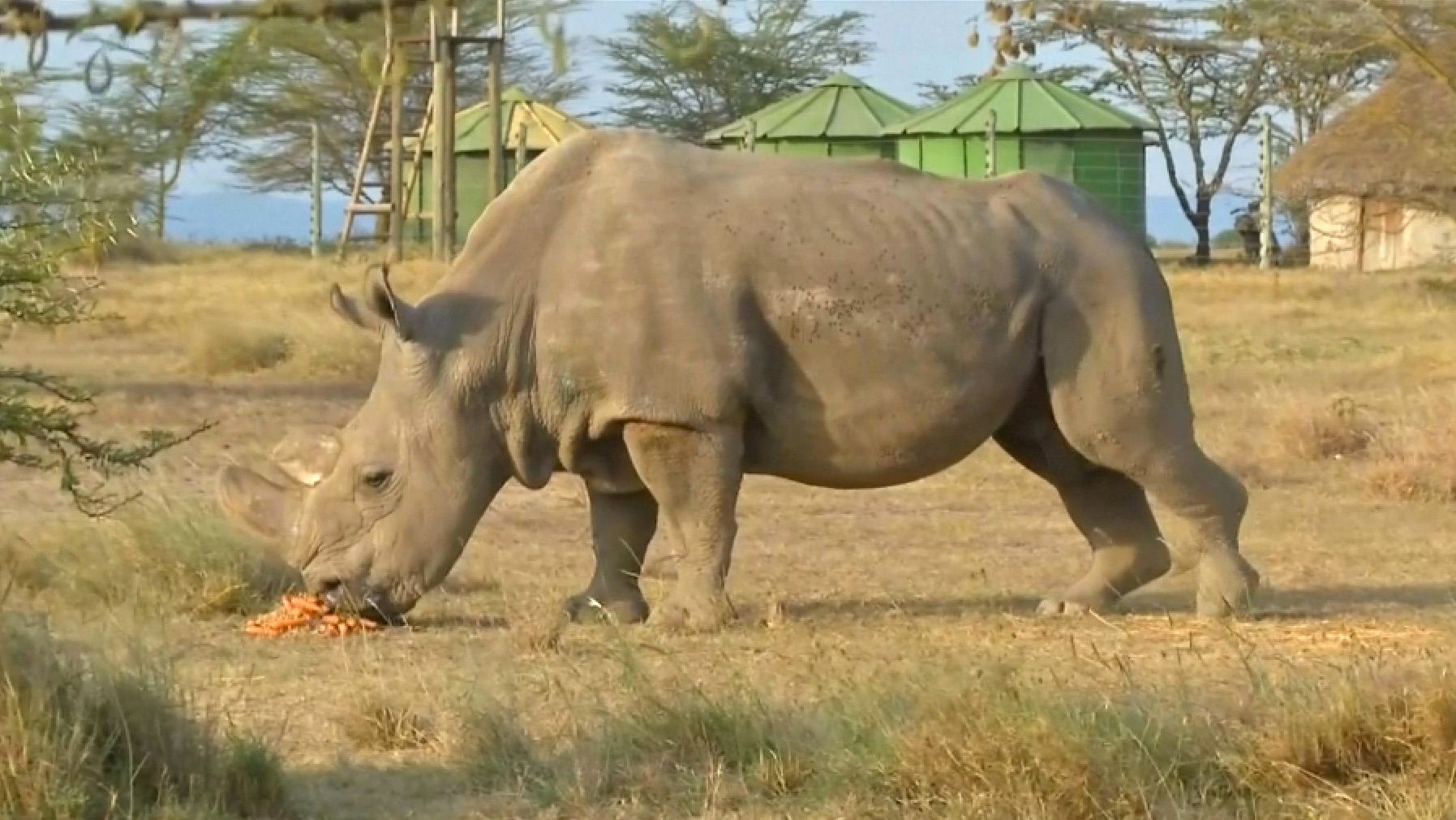 Uhynul Súdán. Poslední samec nosorožce severního bílého musel být utracen