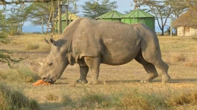 V Keni v rezervaci Ol Pejeta uhynul poslední na světě žijící samec vzácného nosorožce
