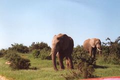 Pytláci v Keni mají novu metodu. Zabíjejí slony jedem