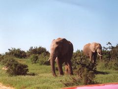 V Jihoafrické republice přežili sloni už jenom v rezervacích. V Krugerově národním parku se jim ale daří, jsou jich zde tisícovky.