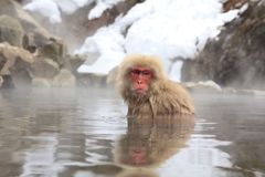 Škrábou, koušou a kradou. V japonském Jamaguči makakové útočí na děti i dospělé