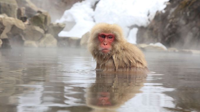 Na obalu anglického vydání je makak u termálních pramenů v opičím parku Džigokudani v japonském Naganu.