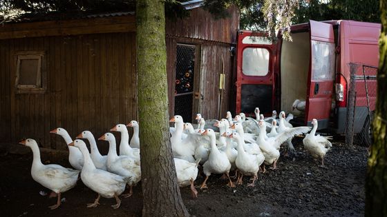 Ráj svatomartinských hus. Podívejte se na jedinou šlechtitelskou stanici v Česku