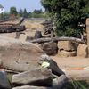 Sloni v pražské ZOO