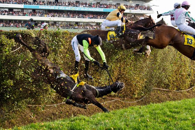 Velká pardubická 2014, žokej Josef Bartoš a klisna Zulejka, Velký Taxis