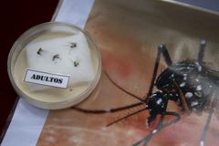 Barack Obama chce dát na boj proti viru zika 1,8 miliardy dolarů