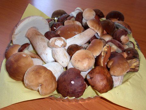 Fotosoutěž: Houby 2002 (srpen) xxx Manželé Bejblovi xxx !!!Nepoužívat v článcích!!!