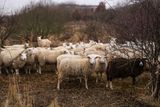 Dohromady má kolem 250 ovcí a koz.