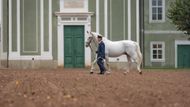 Za Habsburků se Národní hřebčín v Kladrubech na Labem stal prvním místem v Evropě, kde byl šlechtěn kůň od narození a byl fyzicky přizpůsobený k tahu kočárů panovníků, císařů a šlechticů. Dnes je na světě jen několik set kusů tohoto druhu.