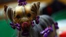 Crufts Dog Show (Birmingham)